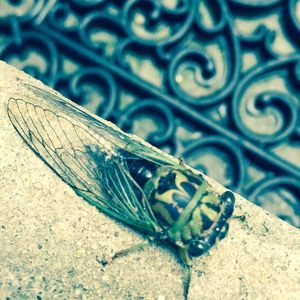 Meet your Posher, Niki